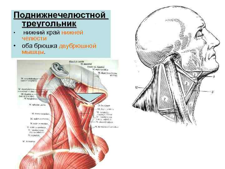 Поднижнечелюстной треугольник нижний край нижней челюсти • оба брюшка двубрюшной мышцы. • 