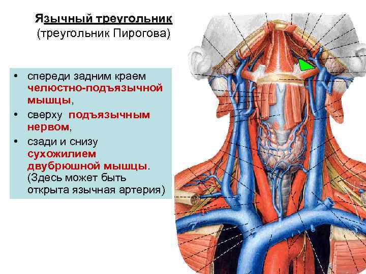 Язычный треугольник (треугольник Пирогова) • спереди задним краем челюстно-подъязычной мышцы, • сверху подъязычным нервом,