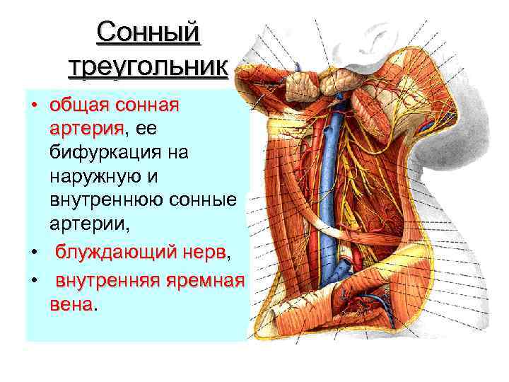 Сонный треугольник • общая сонная артерия, ее артерия бифуркация на наружную и внутреннюю сонные