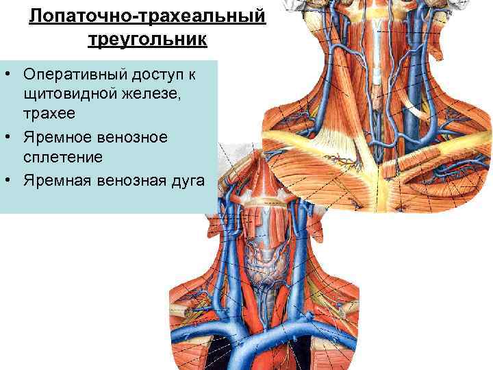 Лопаточно-трахеальный треугольник • Оперативный доступ к щитовидной железе, трахее • Яремное венозное сплетение •