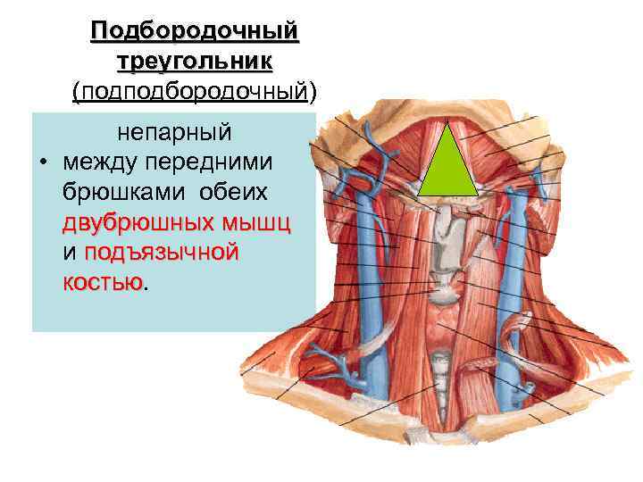 Подбородочный треугольник (подподбородочный) непарный • между передними брюшками обеих двубрюшных мышц и подъязычной костью