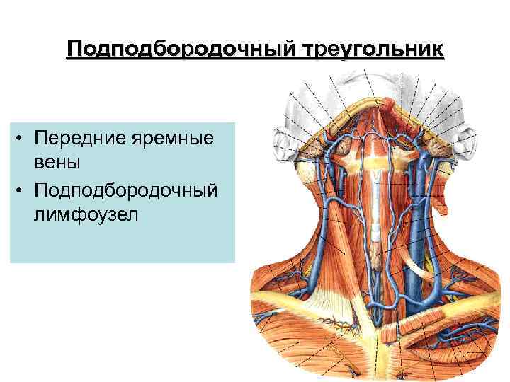 Подподбородочный треугольник • Передние яремные вены • Подподбородочный лимфоузел 