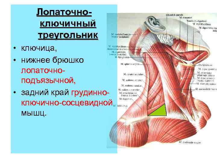 Лопаточноключичный треугольник • ключица, • нижнее брюшко лопаточноподъязычной, • задний край грудинноключично-сосцевидной мышц. 