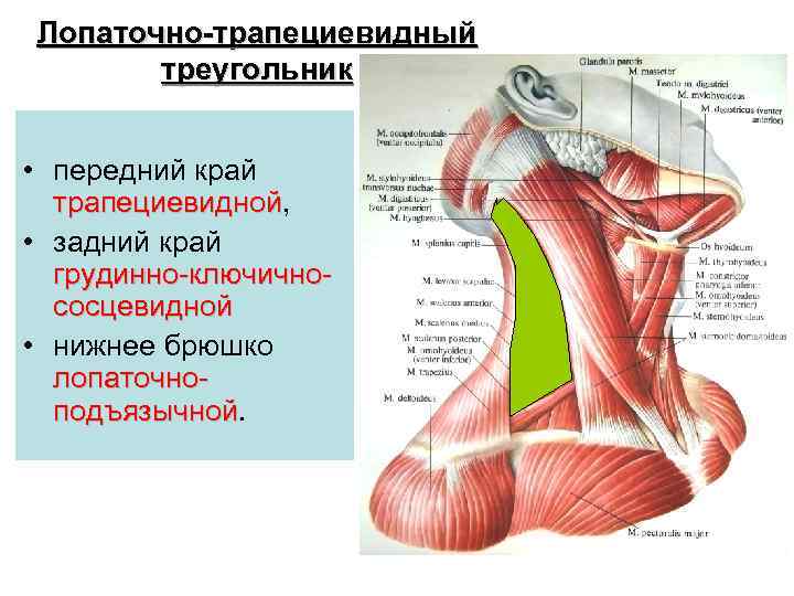 Лопаточно-трапециевидный треугольник • передний край трапециевидной, трапециевидной • задний край грудинно-ключичнососцевидной • нижнее брюшко