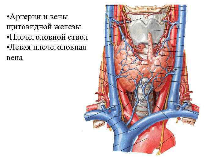 • Артерии и вены щитовидной железы • Плечеголовной ствол • Левая плечеголовная вена