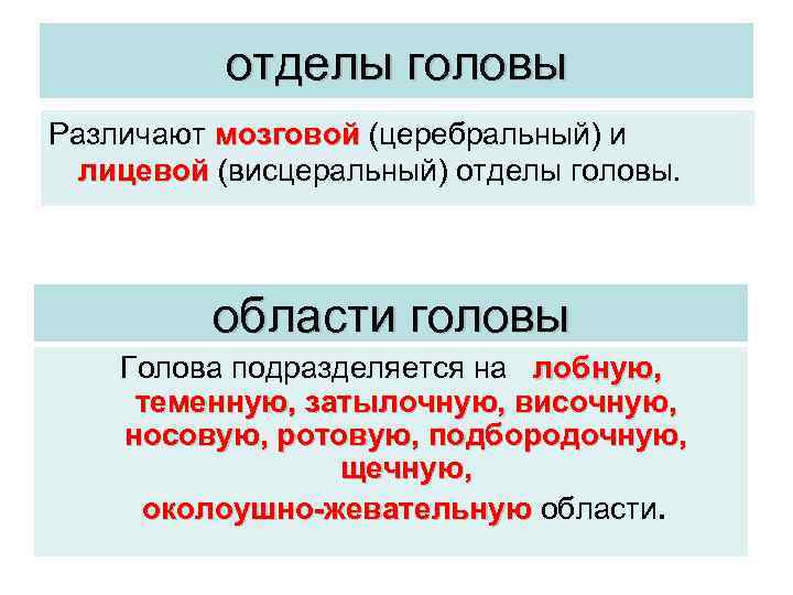 отделы головы Различают мозговой (церебральный) и лицевой (висцеральный) отделы головы. области головы Голова подразделяется