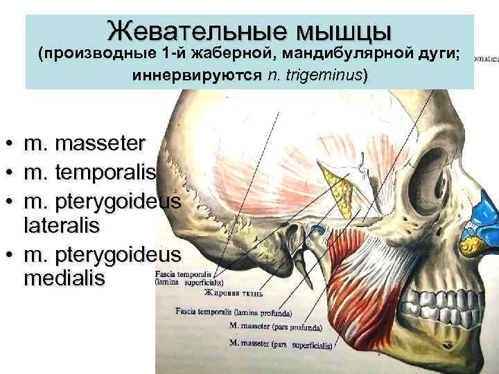 Жевательные мышцы (производные 1 -й жаберной, мандибулярной дуги; иннервируются n. trigeminus) • • •