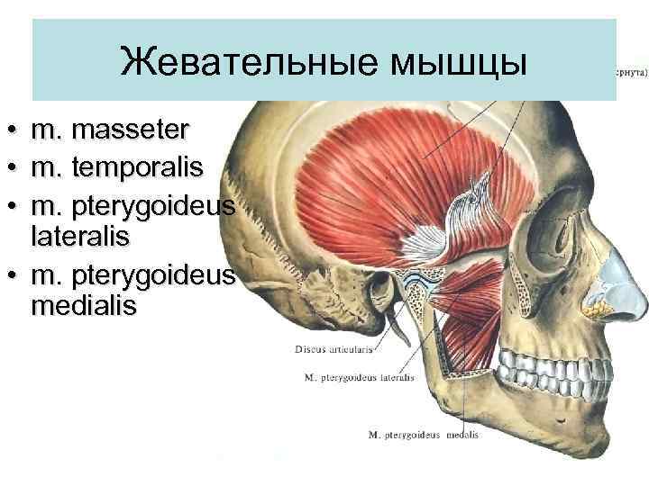 Жевательные мышцы • • • m. masseter m. temporalis m. pterygoideus lateralis • m.
