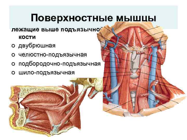 Поверхностные мышцы лежащие выше подъязычной кости o двубрюшная o челюстно-подъязычная o подбородочно-подъязычная o шило-подъязычная