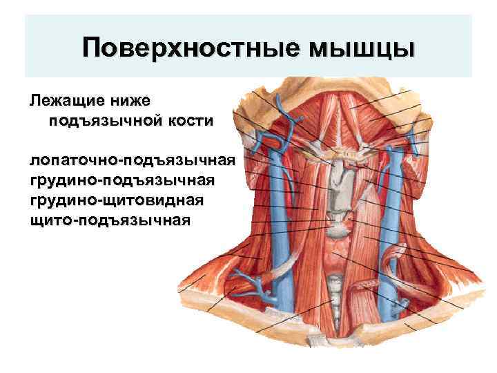 Поверхностные мышцы Лежащие ниже подъязычной кости лопаточно-подъязычная грудино-щитовидная щито-подъязычная 