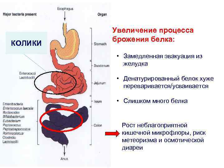 Проблемы пищеварительной системы. Желудочно-кишечный тракт ребенка. Функциональное нарушение ЖКТ симптомы. Строение пищеварительного тракта ребенка. Желудочно-кишечный тракт у новорожденного.