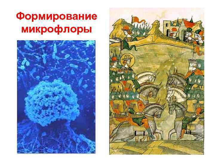 Формирование микрофлоры 