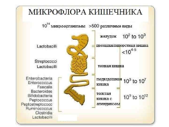 Карта желудочно кишечного тракта