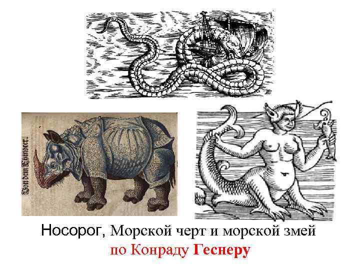 Носорог, Морской черт и морской змей по Конраду Геснеру 