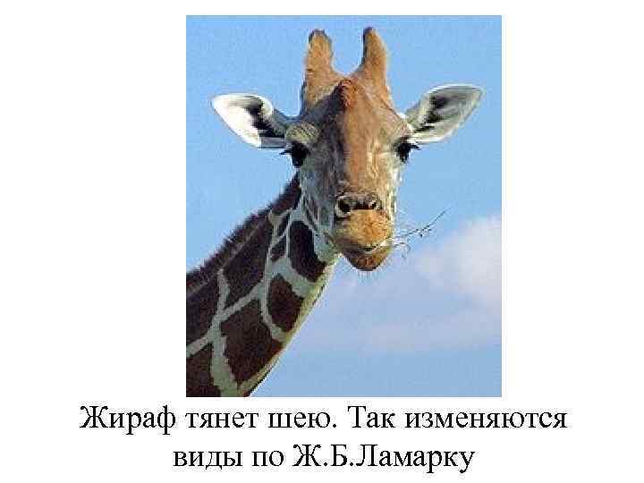 Жираф тянет шею. Так изменяются виды по Ж. Б. Ламарку 