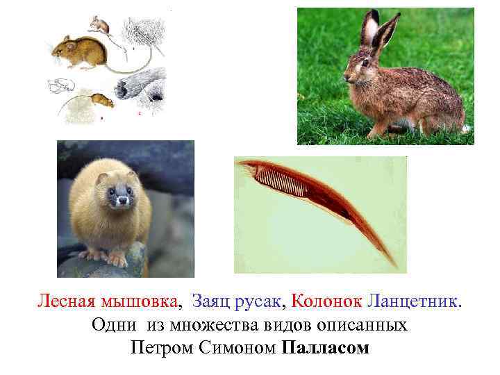 Лесная мышовка, Заяц русак, Колонок Ланцетник. Одни из множества видов описанных Петром Симоном Палласом