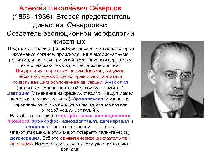 Алексе й Никола евич Се верцов (1866 -1936). Второй представитель династии Северцовых Создатель эволюционной