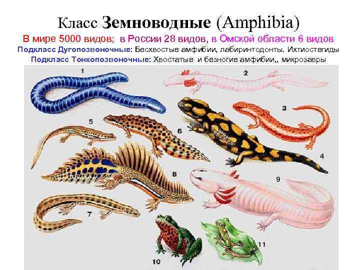 Класс Земноводные (Amphibia) В мире 5000 видов; в России 28 видов, в Омской области