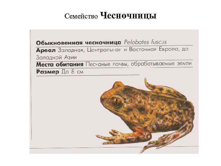 Семейство Чесночницы 