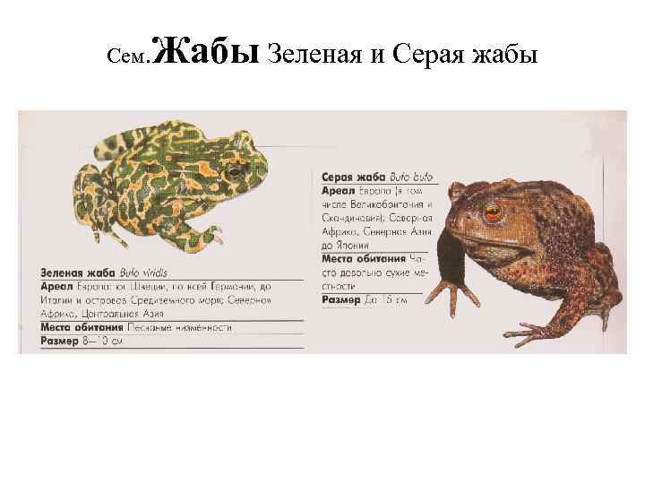 Жабы Зеленая и Серая жабы Сем. 