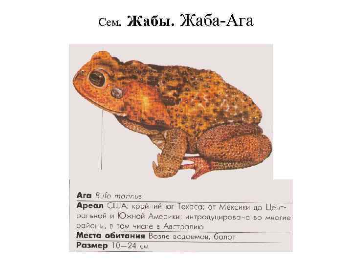 Сем. Жабы. Жаба-Ага 