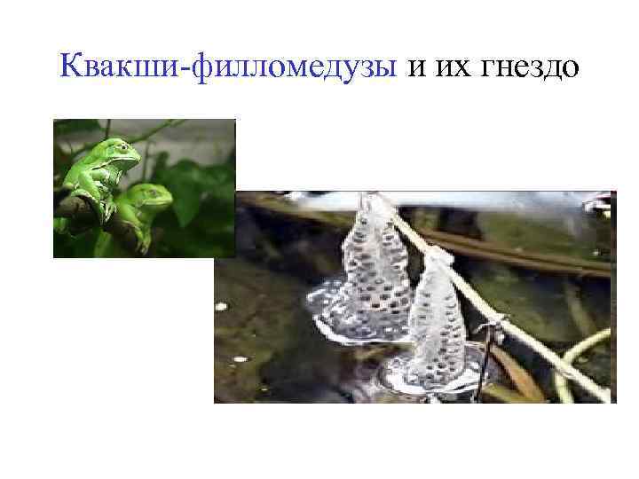 Квакши-филломедузы и их гнездо 