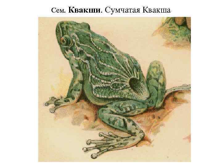 Сем. Квакши. Сумчатая Квакша 