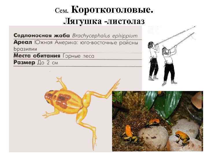 Сем. Короткоголовые. Лягушка -листолаз 