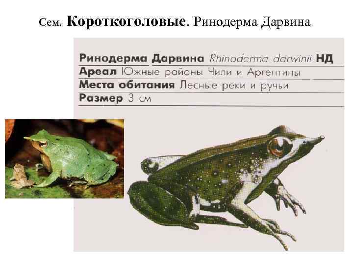 Сем. Короткоголовые. Ринодерма Дарвина 