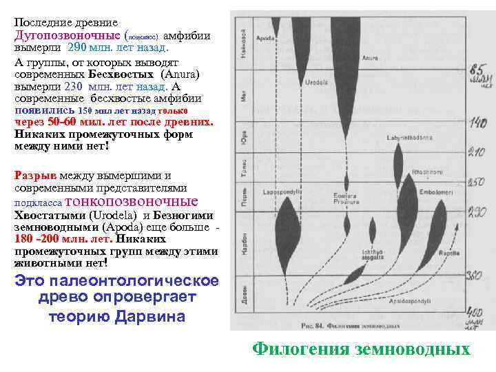 Последние древние Дугопозвоночные (подкласс) амфибии вымерли 290 млн. лет назад. А группы, от которых