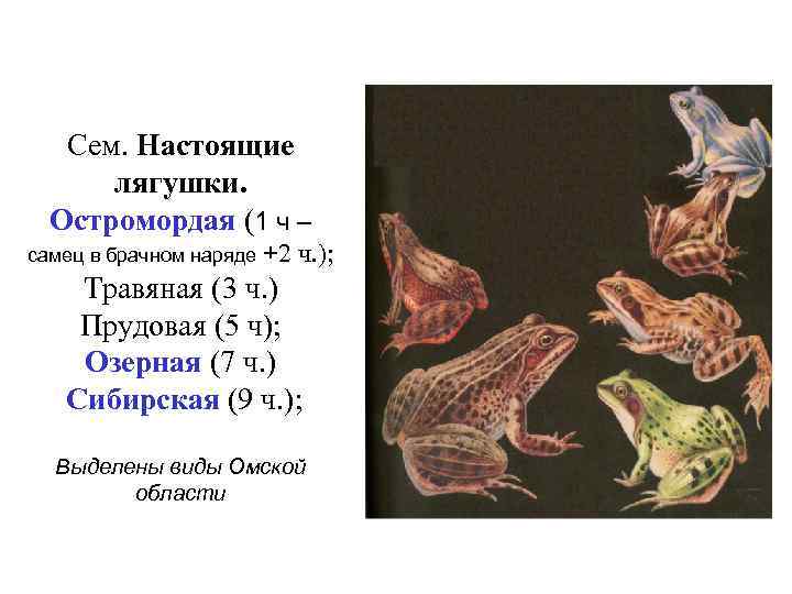 Сем. Настоящие лягушки. Остромордая (1 ч – самец в брачном наряде +2 ч. );