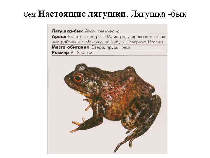 Сем Настоящие лягушки. Лягушка -бык 