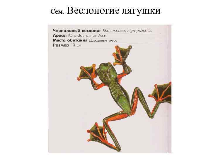 Сем. Веслоногие лягушки 