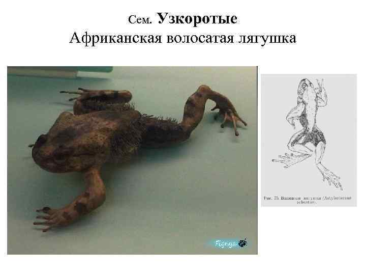 Узкоротые Африканская волосатая лягушка Сем. 