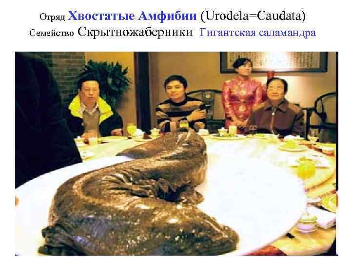 Отряд Хвостатые Амфибии (Urodela=Caudata) Семейство Скрытножаберники Гигантская саламандра 