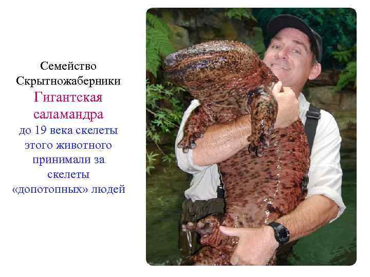 Семейство Скрытножаберники Гигантская саламандра до 19 века скелеты этого животного принимали за скелеты «допотопных»