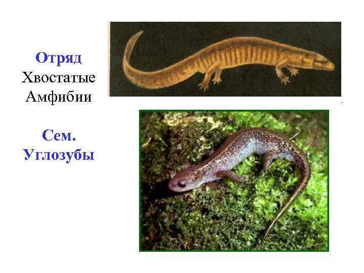 Отряд Хвостатые Амфибии Сем. Углозубы 