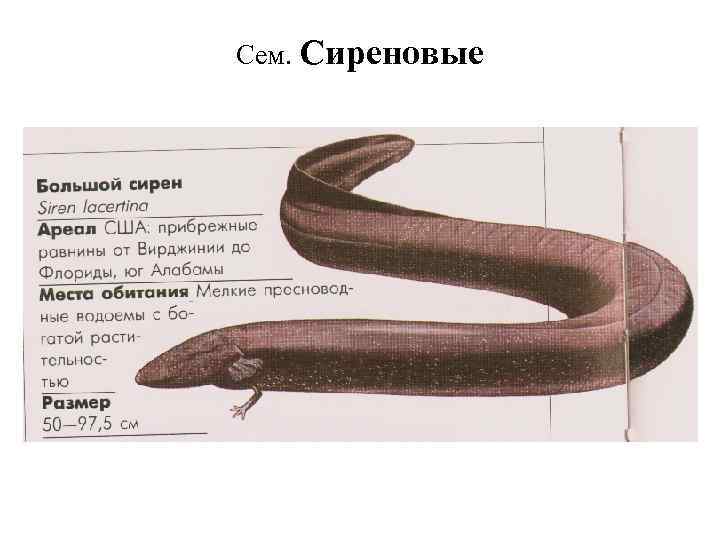 Сем. Сиреновые 