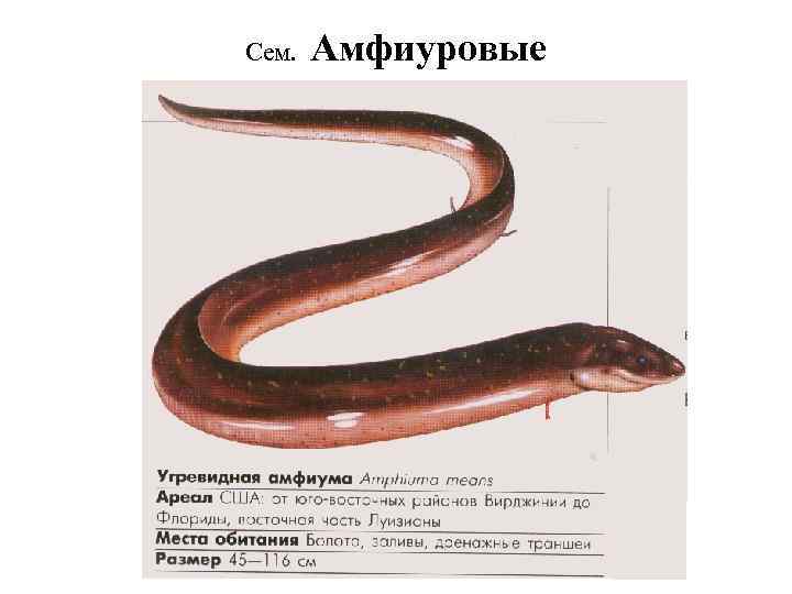Сем. Амфиуровые 