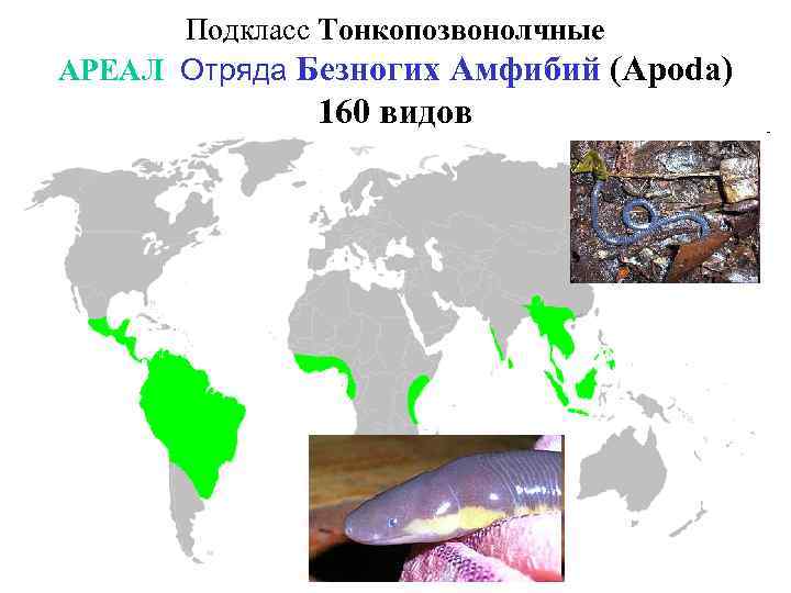 Подкласс Тонкопозвонолчные АРЕАЛ Отряда Безногих Амфибий (Apoda) 160 видов 
