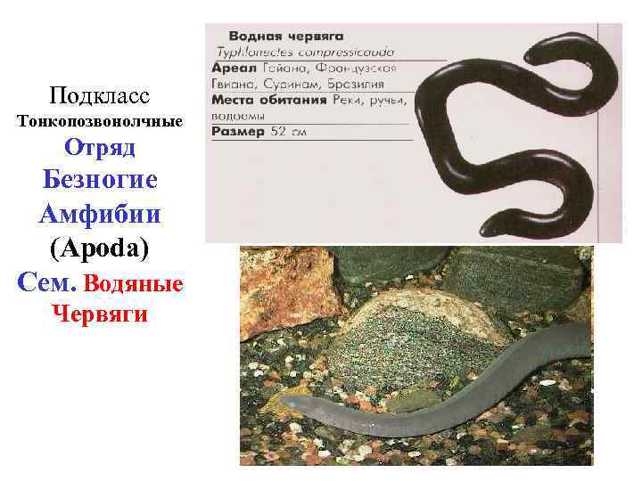 Подкласс Тонкопозвонолчные Отряд Безногие Амфибии (Apoda) Сем. Водяные Червяги 