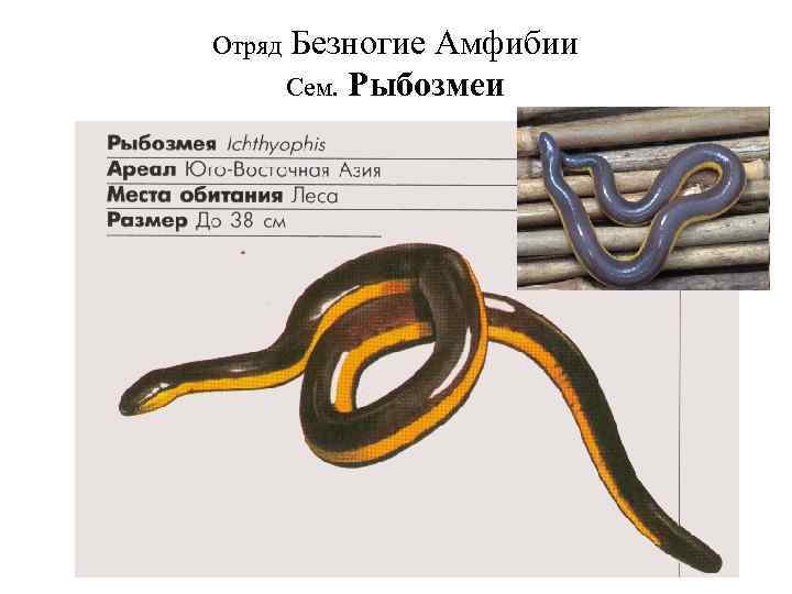 К безногим земноводным относятся. Отряд безногие Рыбозмеи. Отряд безногие земноводные строение. Безногие земноводные Рыбозмеи. Строение безногих земноводных.
