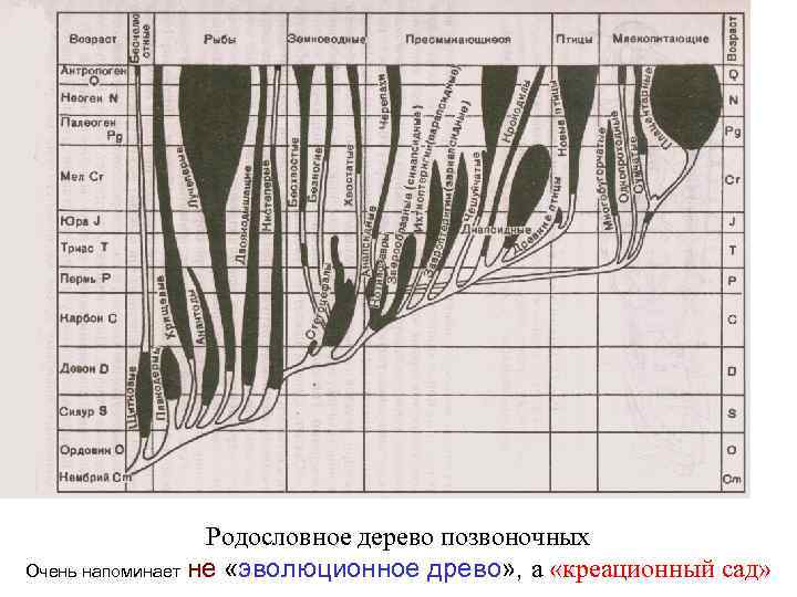 Родословное дерево позвоночных Очень напоминает не «эволюционное древо» , а «креационный сад» 