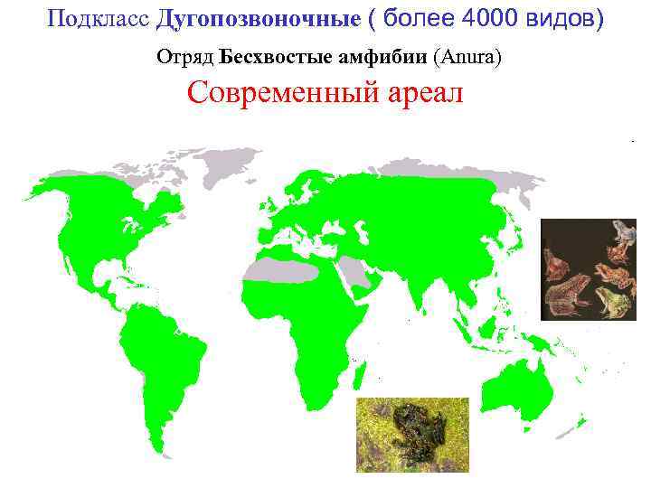 Подкласс Дугопозвоночные ( более 4000 видов) Отряд Бесхвостые амфибии (Anura) Современный ареал 