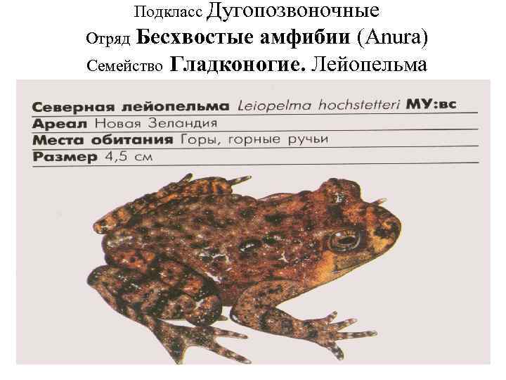 Подкласс Дугопозвоночные Бесхвостые амфибии (Anura) Семейство Гладконогие. Лейопельма Отряд 