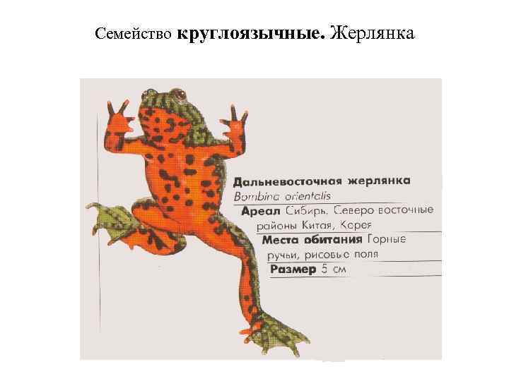 Семейство круглоязычные. Жерлянка 