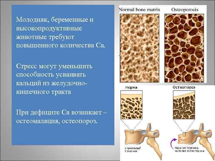 Молодняк, беременные и высокопродуктивные животные требуют повышенного количества Са. Стресс могут уменьшить способность усваивать