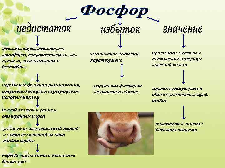 остеомаляция, остеопороз, афосфороз, сопровождаемый, как правило, алиментарным бесплодием нарушение функции размножения, сопровождающейся нерегулярным половым