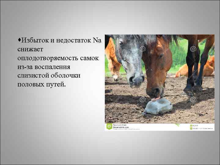 ·Избыток и недостаток Na снижает оплодотворяемость самок из-за воспаления слизистой оболочки половых путей. 