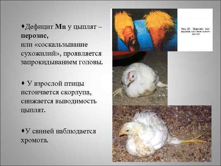 ·Дефицит Mn у цыплят – перозис, или «соскальзывание сухожилий» , проявляется запрокидыванием головы. ·